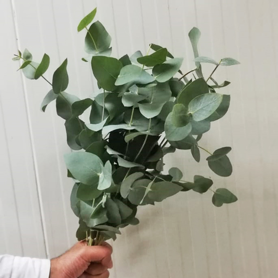 Eucalyptus Cinerea (200g) Buy Flowers in Dubai UAE Gifts