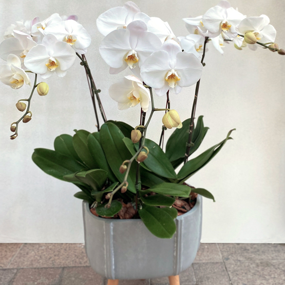 Charming Orchid Plants Buy Orchids in Dubai UAE Gifts