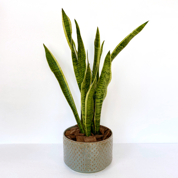 Indoor Snake Plant Buy Flowers In Dubai Uae Gifts