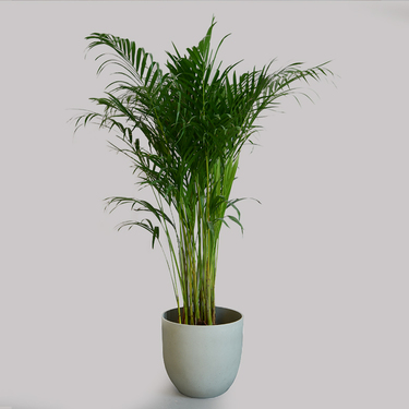 Areca Palm Plant | Buy Flowers in Dubai UAE | Gifts