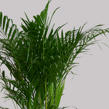 Areca Palm Plant | Buy Flowers in Dubai UAE | Gifts