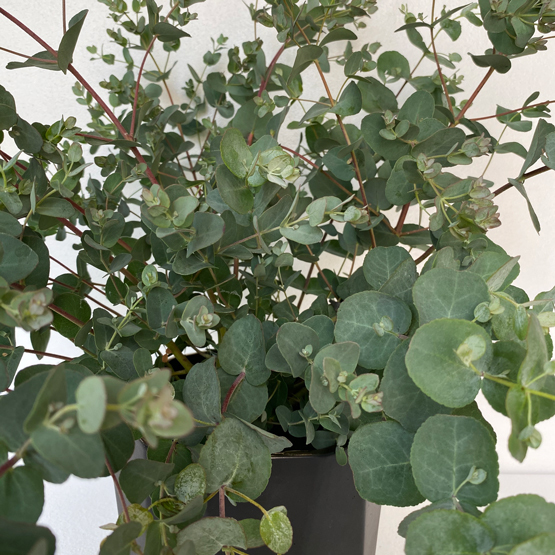 Eucalyptus Plant For Sale Near Me / Eucalyptus Plant Care
