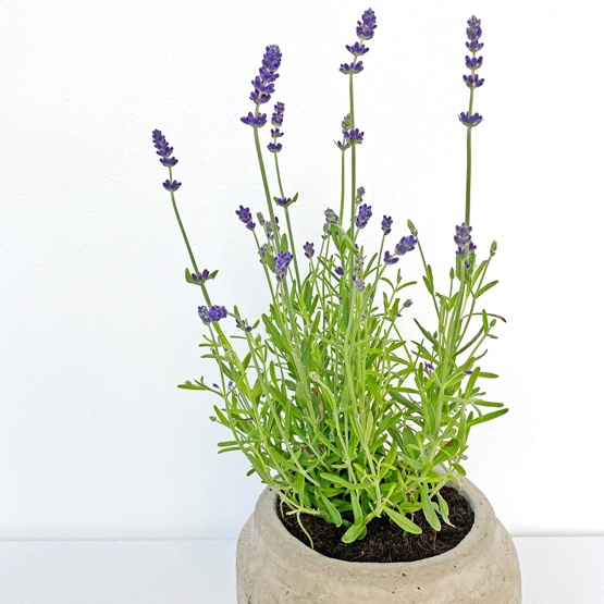 Fresh lavender plant Idea