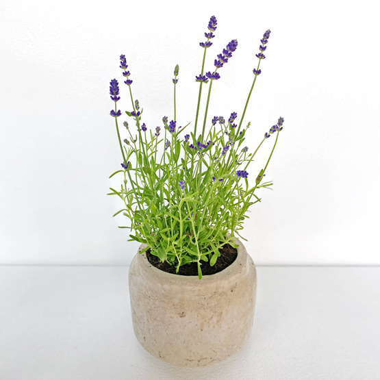 Lavender Fresh Plant Buy Plants in Dubai UAE Gifts