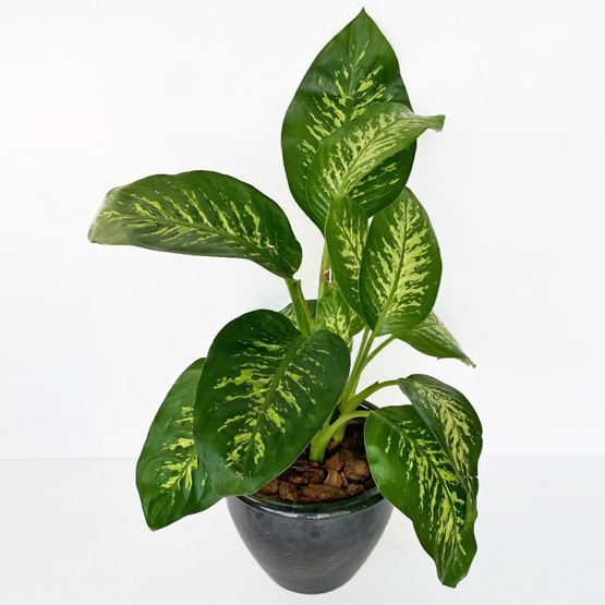Dieffenbachia Plant Buy Flowers in Dubai UAE Gifts