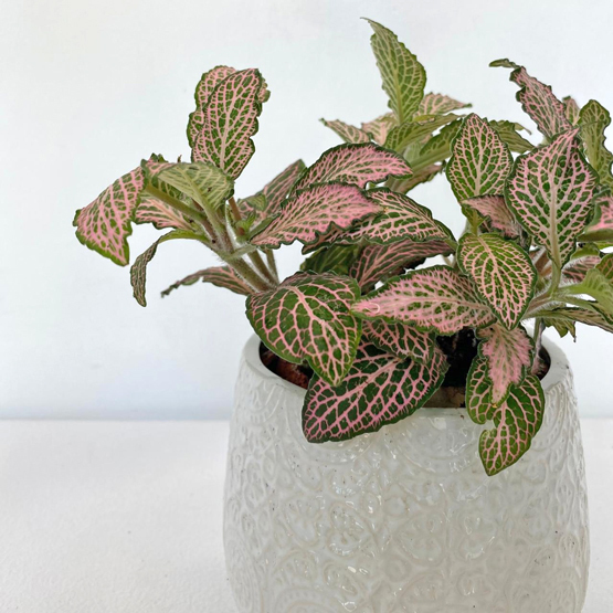 Fittonia Plant Buy Plants in Dubai UAE Gifts
