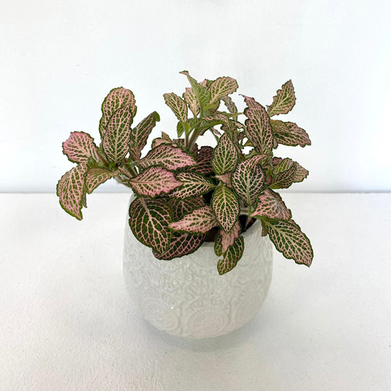 Fittonia Plant Buy Plants in Dubai UAE Gifts
