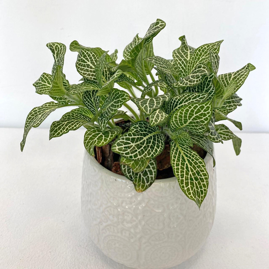 Fittonia Green Plant Buy Plants in Dubai UAE Gifts