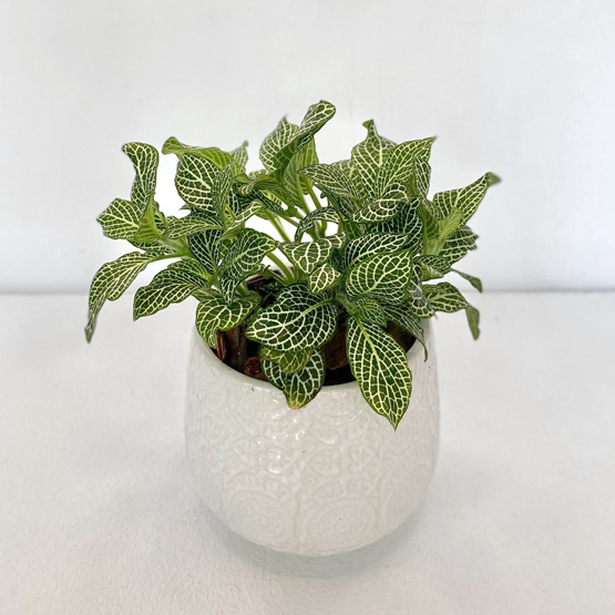 Fittonia Green Plant Buy Plants in Dubai UAE Gifts