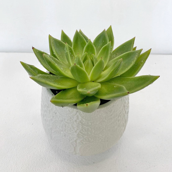 Succa Cute Buy Plants in Dubai UAE Gifts