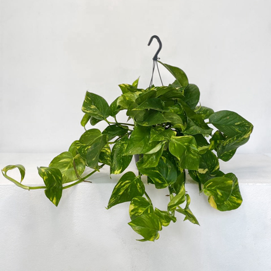 Hanging Money Plant Buy Plants in Dubai UAE Gifts