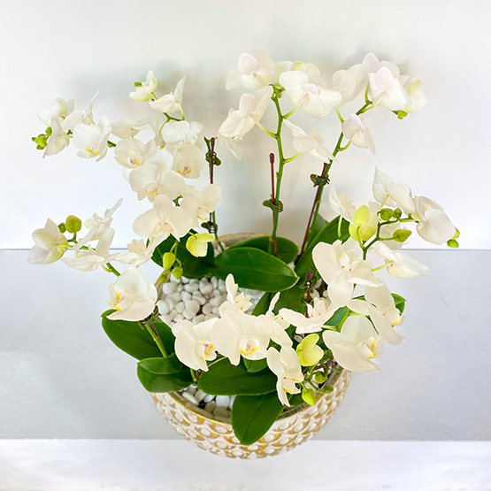 White Midi Orchid Garden Buy Orchids in Dubai UAE Gifts