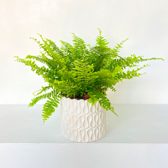 Boston Fern Plant Buy Plants in Dubai UAE Gifts