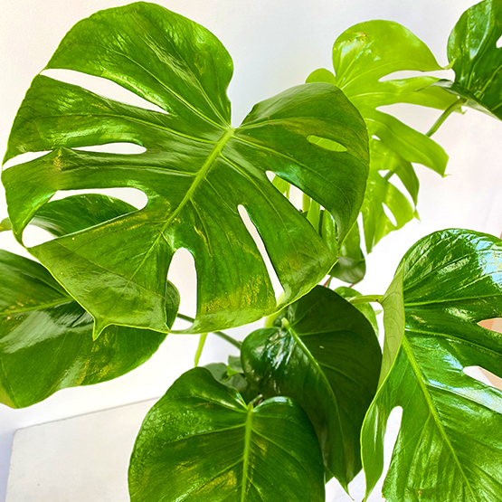 Monstera Deliciosa Plant Buy Flowers in Dubai UAE Gifts
