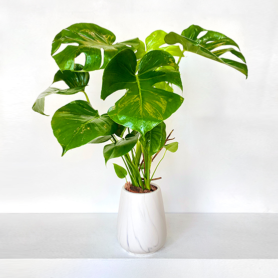 Monstera Deliciosa Plant Buy Flowers in Dubai UAE Gifts