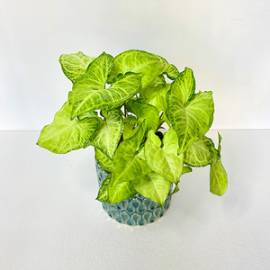 Air Purifying Syngonium Plant | Buy Plants in Dubai UAE | Gifts