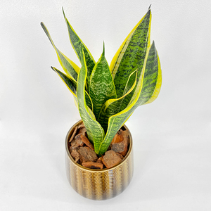 Snake Plant in Brown Pot | Buy Flowers in Dubai UAE | Gifts