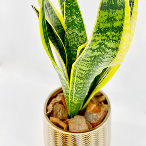 Snake Plant in Brown Pot | Buy Flowers in Dubai UAE | Gifts