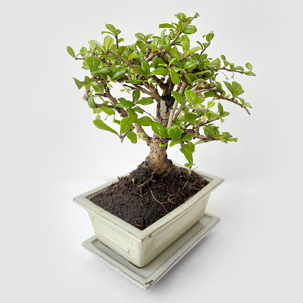 Cotoneaster Bonsai Tree Buy Bonsai in Dubai UAE Gifts