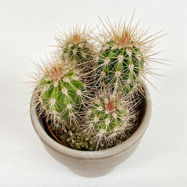 Oriental Cactus Small 10cm - Noble | Buy Plants in Dubai UAE | Gifts