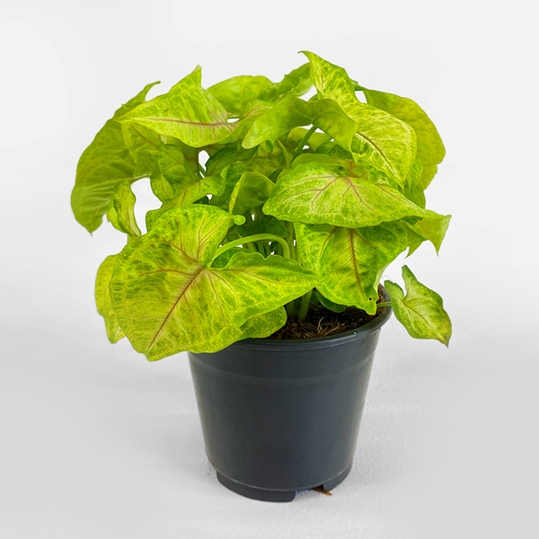 Singonium Plant with Standard Pot | Buy Plants in Dubai UAE | Gifts