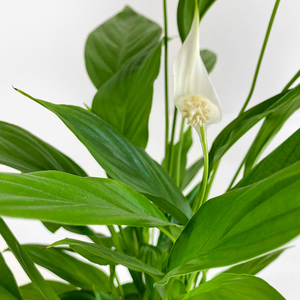 Spathiphyllum with Standard Pot | Buy Plants in Dubai UAE | Gifts