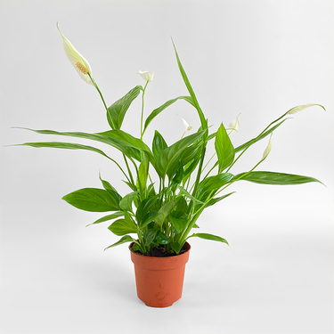 Spathiphyllum with Standard Pot | Buy Plants in Dubai UAE | Gifts