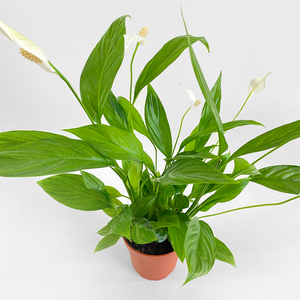 Spathiphyllum with Standard Pot | Buy Plants in Dubai UAE | Gifts