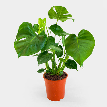 Monstera Deliciosa 70cm with Standard Pot | Buy Plants in Dubai UAE | Gifts