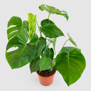 Monstera Deliciosa 70cm with Standard Pot | Buy Plants in Dubai UAE | Gifts