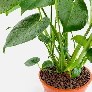 Monstera Deliciosa 70cm with Standard Pot | Buy Plants in Dubai UAE | Gifts