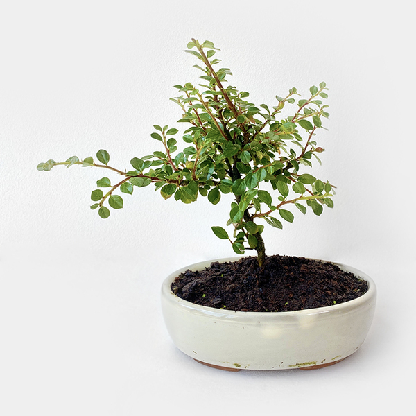 Cotoneaster Bonsai Tree with round pot Buy Bonsai in