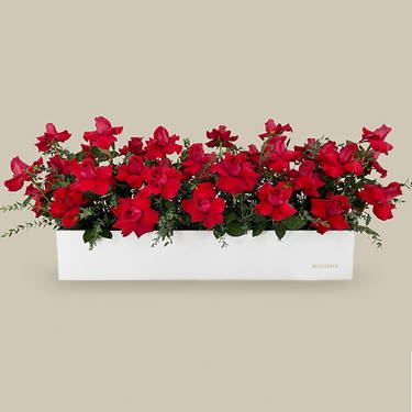 Red Rose Flower Garden Box | Buy Flowers in Dubai UAE | Gifts